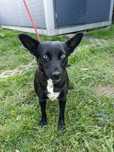 Suczka Fiona do adopcji. Oddam psa