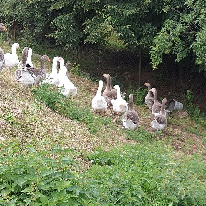 Gęsi tuszki landes kołudzka biała