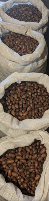 Жолуді дуба звичайного