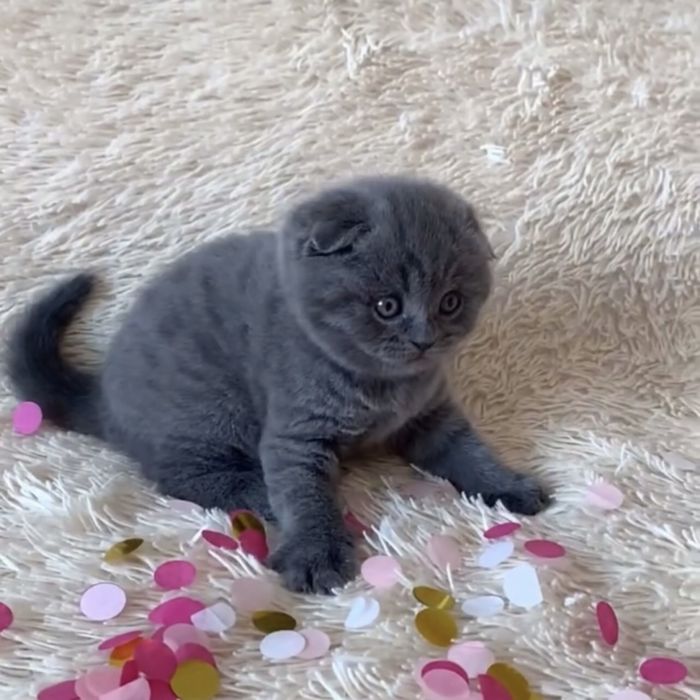 Висловушки насиченого синього забарвлення