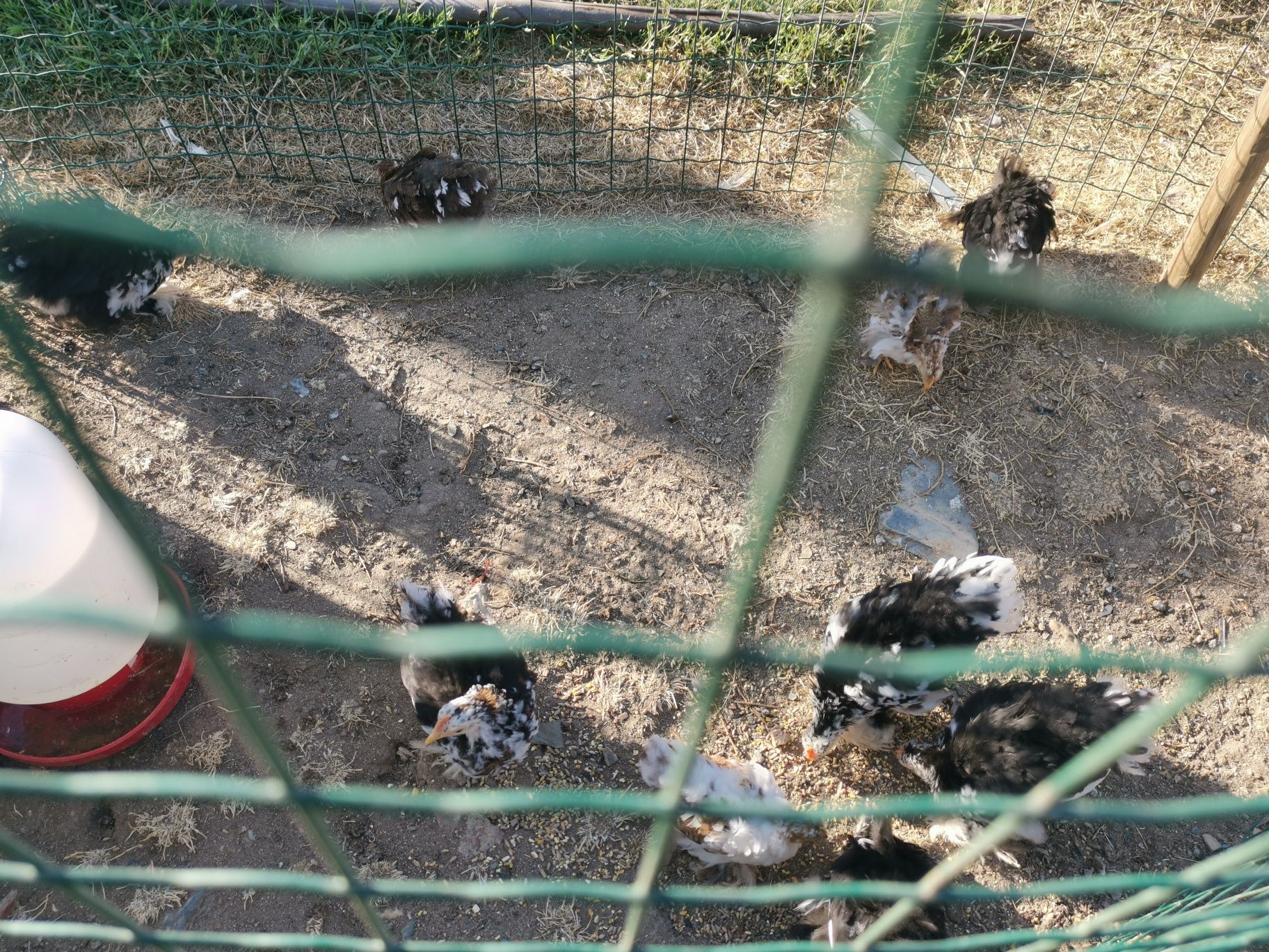 Lote de pekins jovens