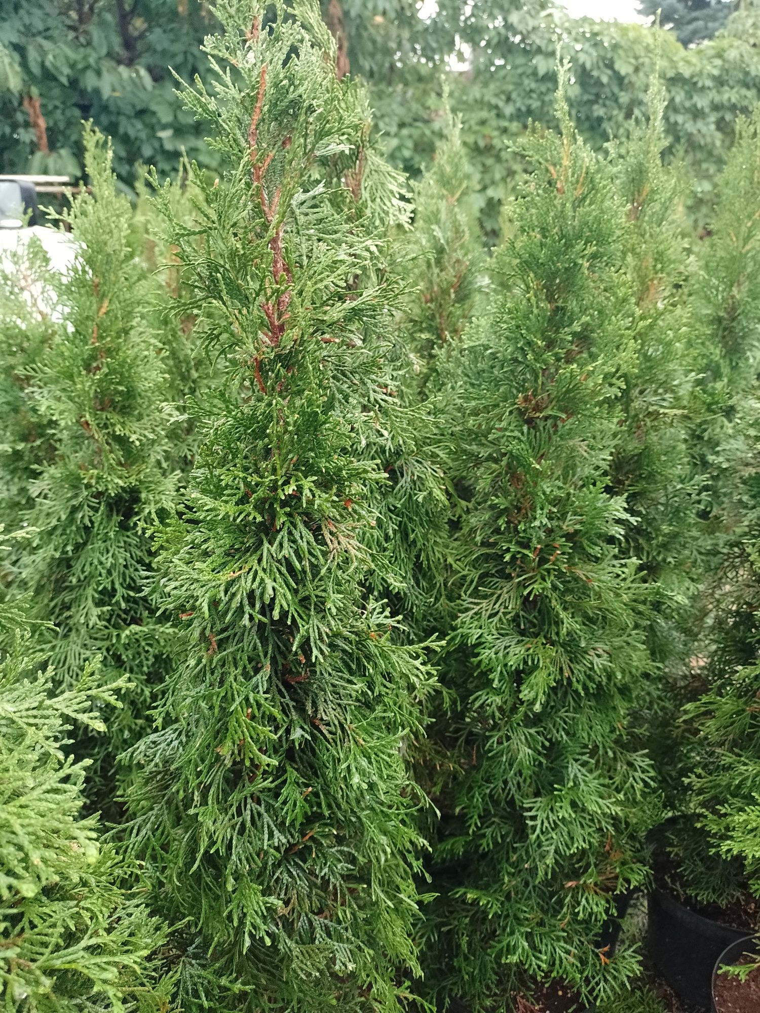 Tuje szmaragd thuja  wys od70cm do 1,8m