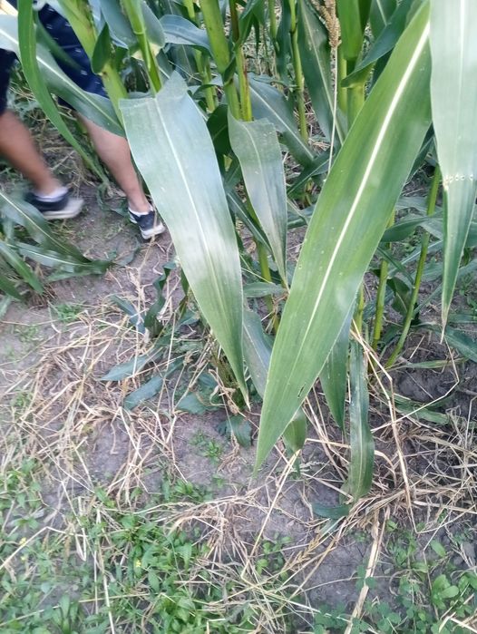 сіно   кукурудза