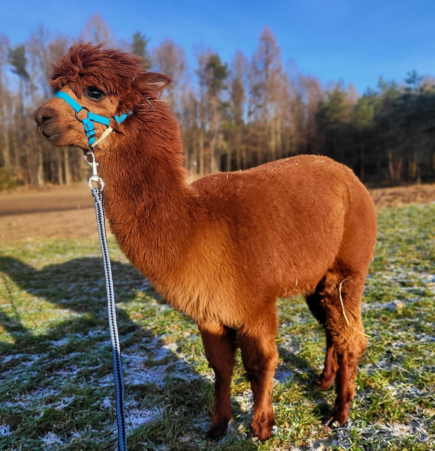 Sprzedam alpaka piekny samczyk