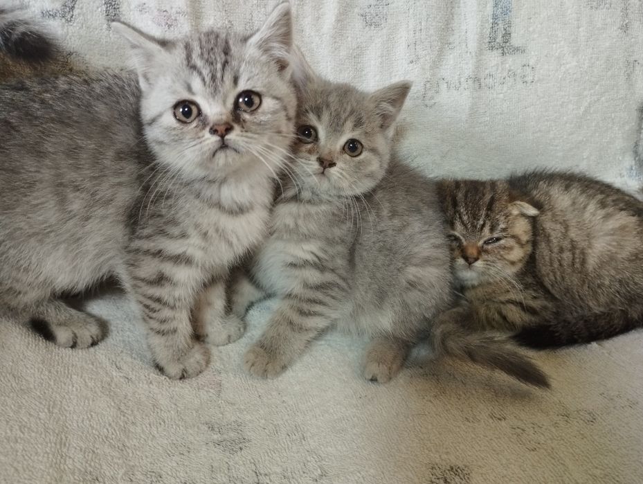 Шотландські кошенята