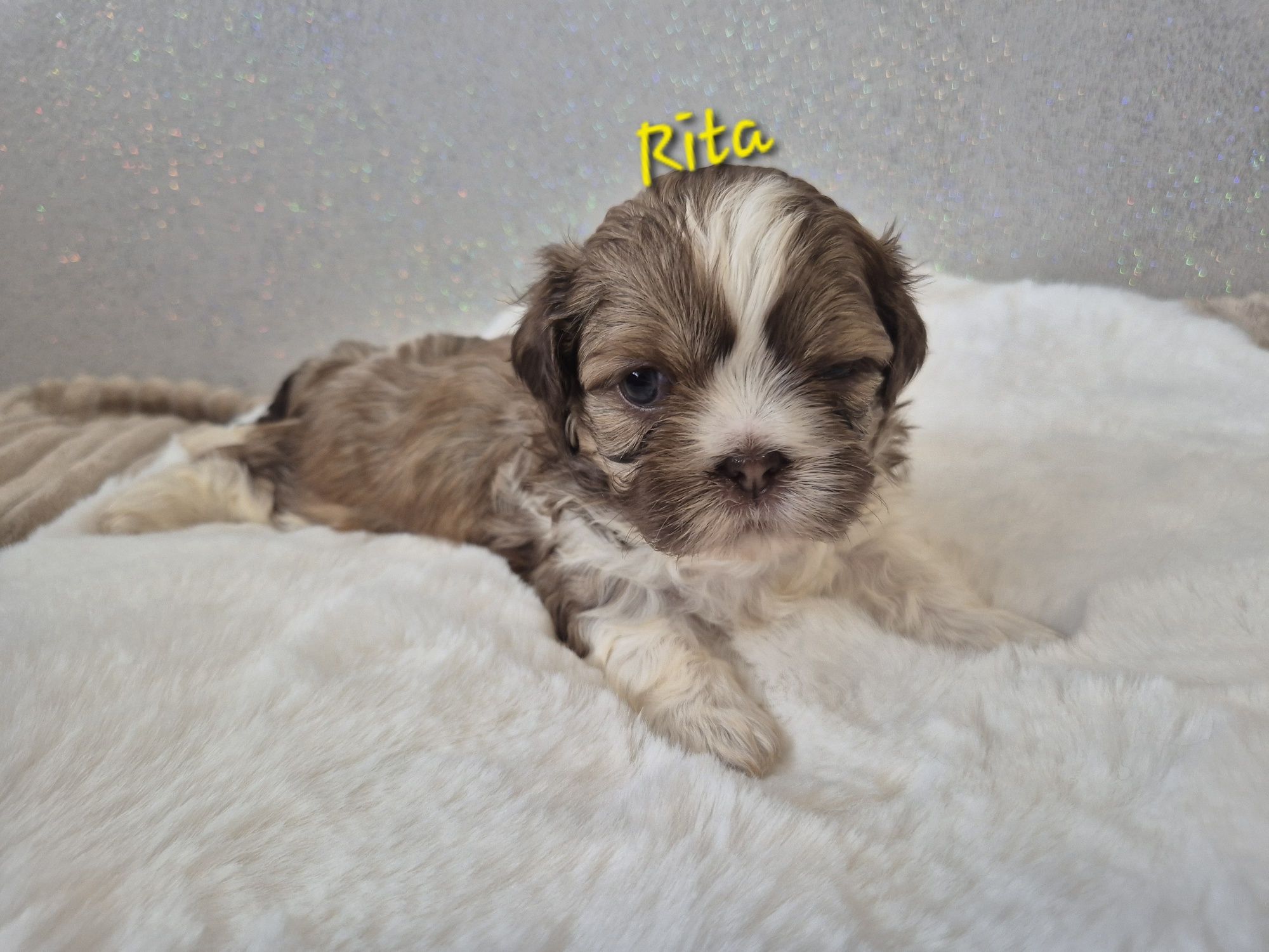 Shih tzu Rita dziewczynka