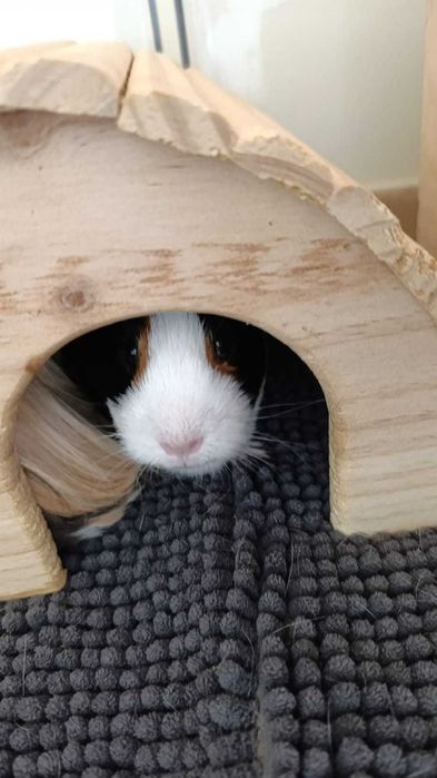 Świnka morska Cavia trzy samiczki