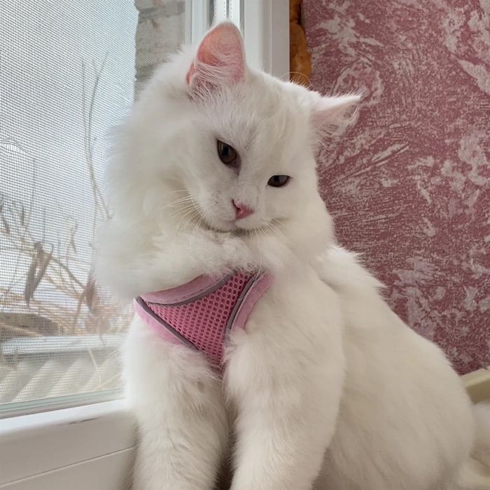 Віддам котика в дуже хороші руки