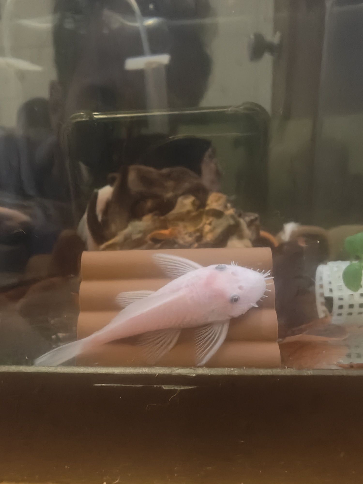 Ancistrus Lemon Macho e Ancistrus Snow white Macho