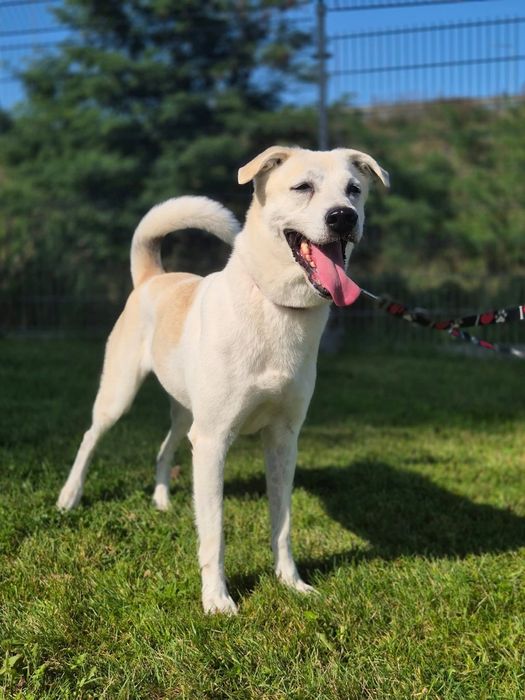 Piękna Samira szuka domu