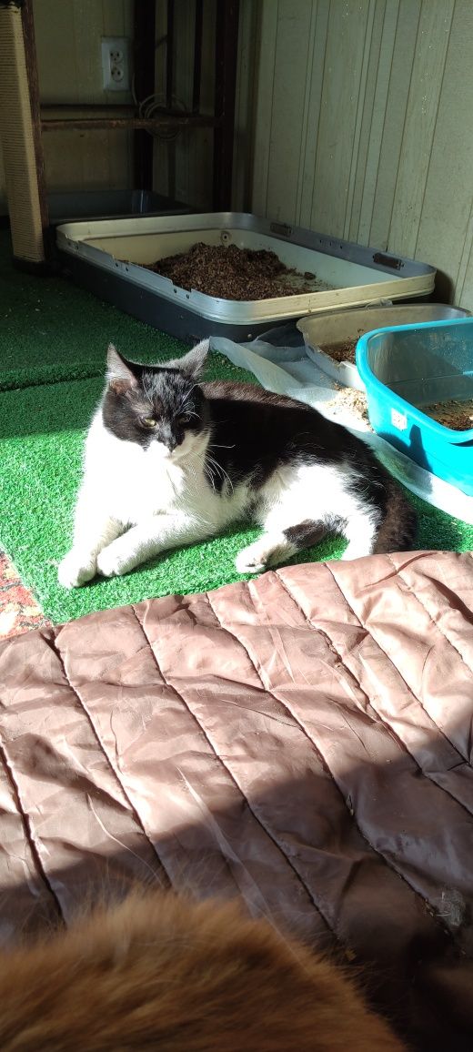 Котенок котик Жора