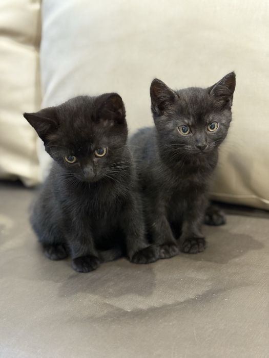 Прекрасные кошечки ищут семью. Привезем бесплатно.