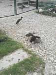 biegusy sprzedam