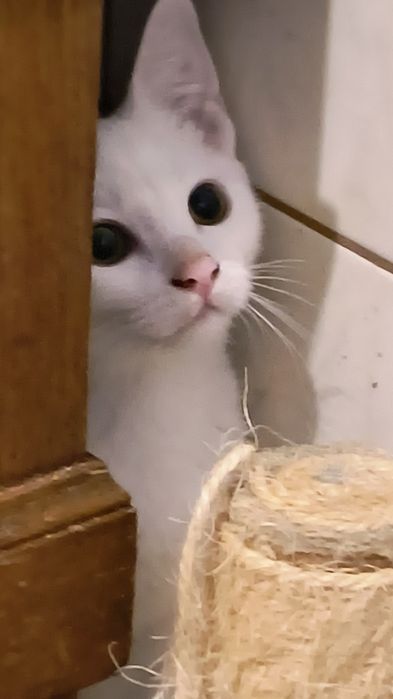 Kociaki do adopcji. Ostoja Mruczków