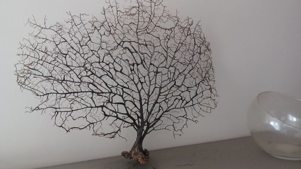 Gorgonia suchy koralowiec