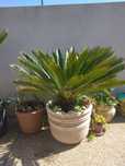 SICA planta de jardim