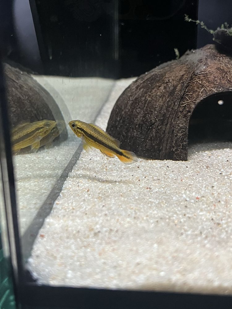 Apistogramma Agassizii Alenquer Blue Red Tail - Femêa