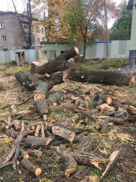 Спил деревьев  Работаем в военное время Дробление ветки