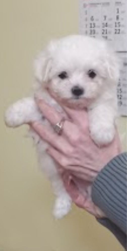 Maltipoo mini cudo biale