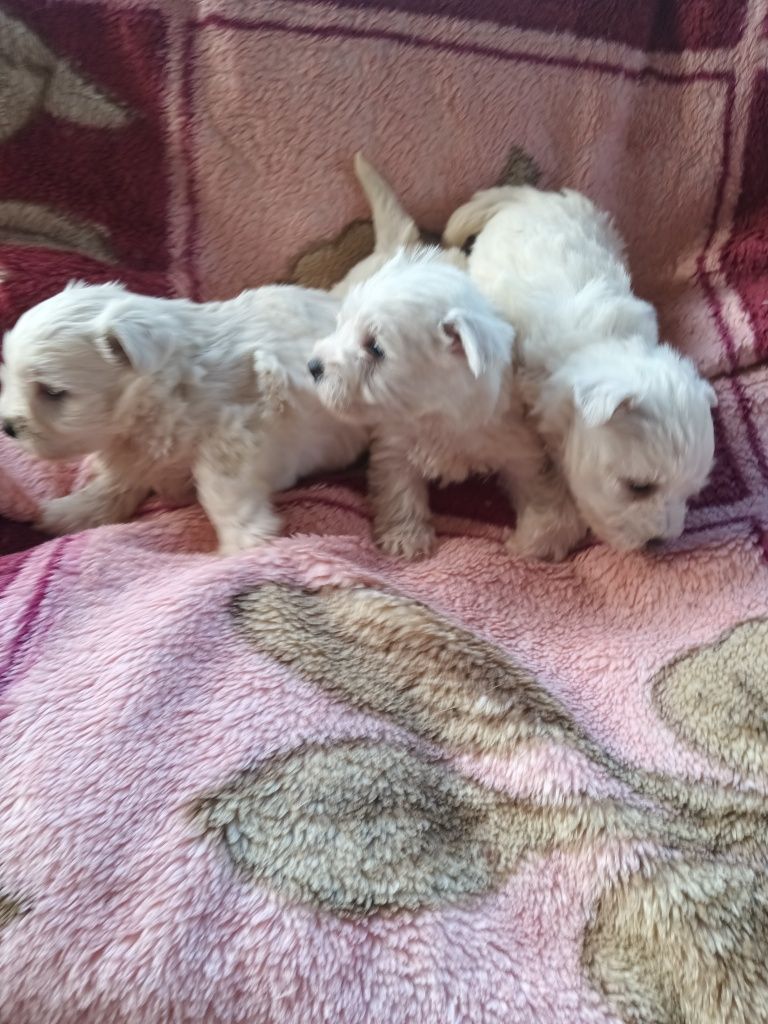 West highland white terrier