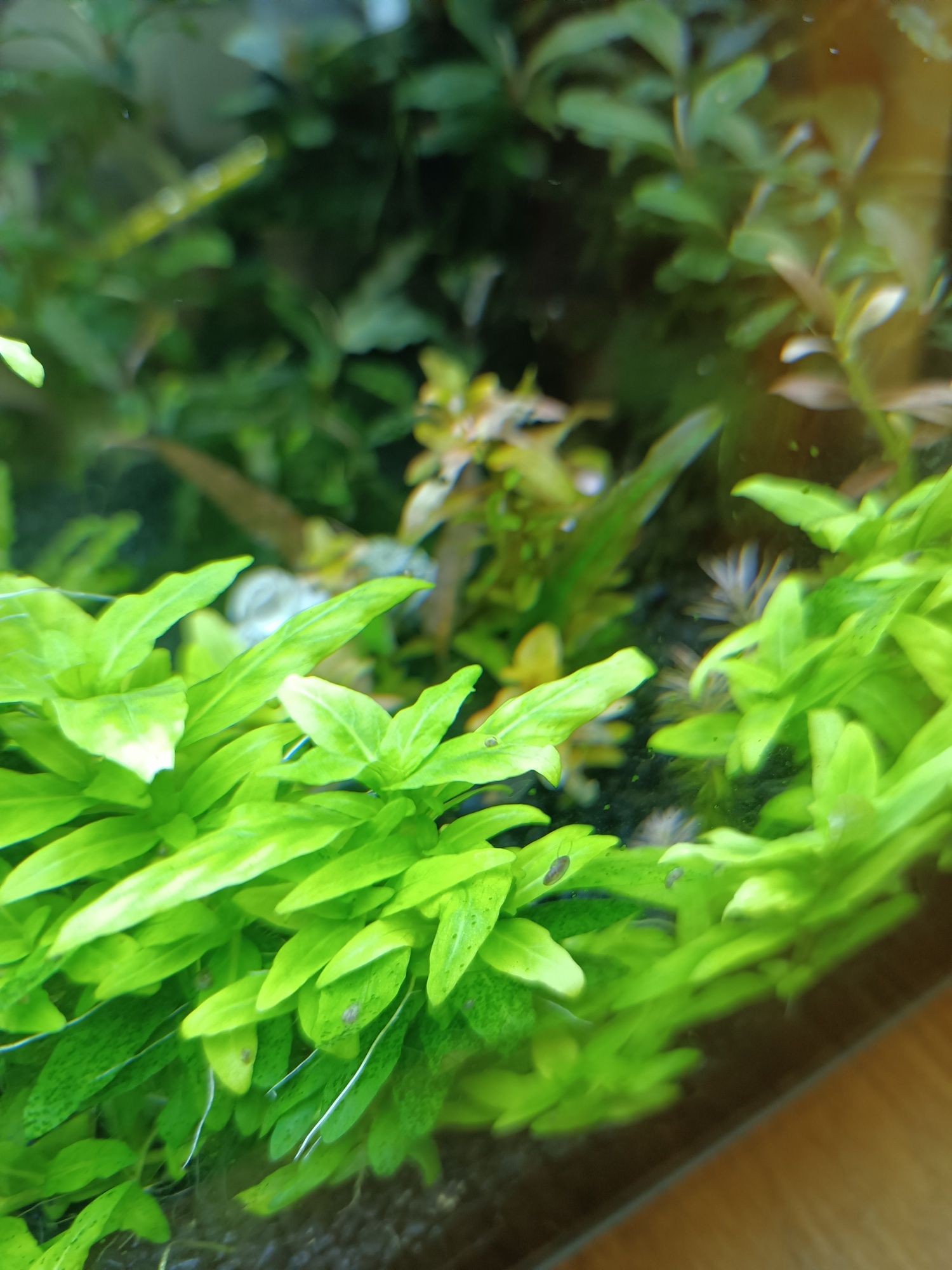 Ludwigia mini super