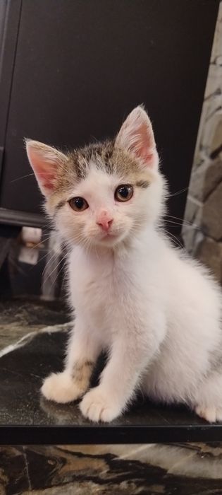 Oddam kotka w dobre ręce