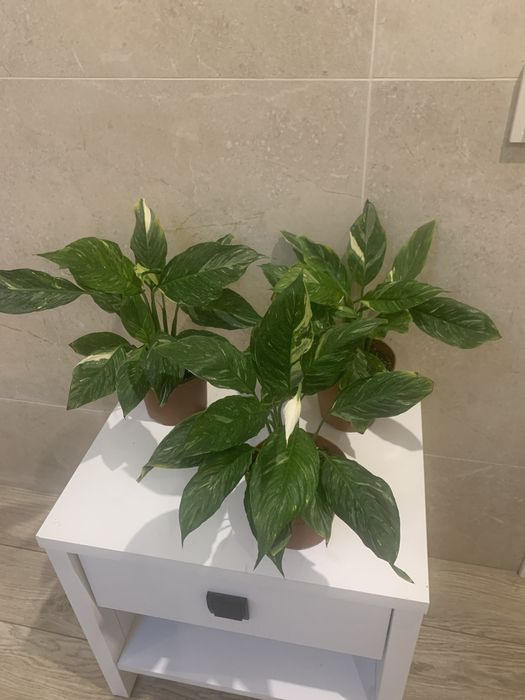 Спатіфілум Діамант, Тетрастігма, філодендрон Дарк