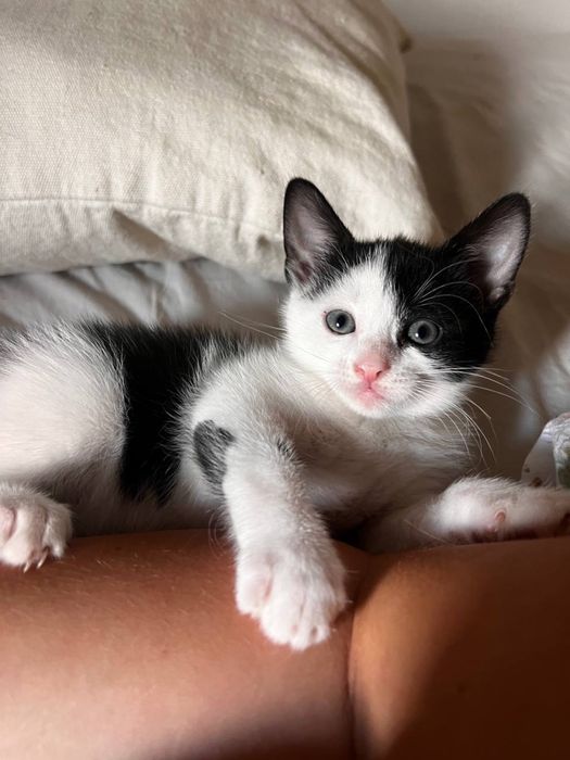 Котик, кошеня, киця, кітик, кицюня