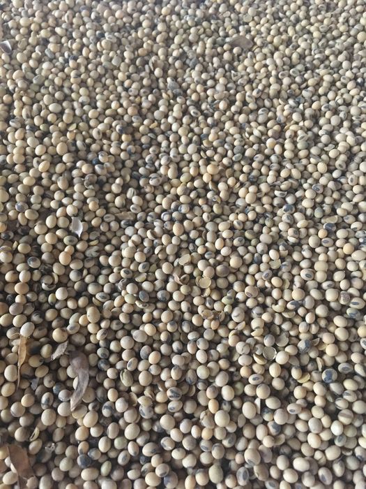 Соя гмо соя продам