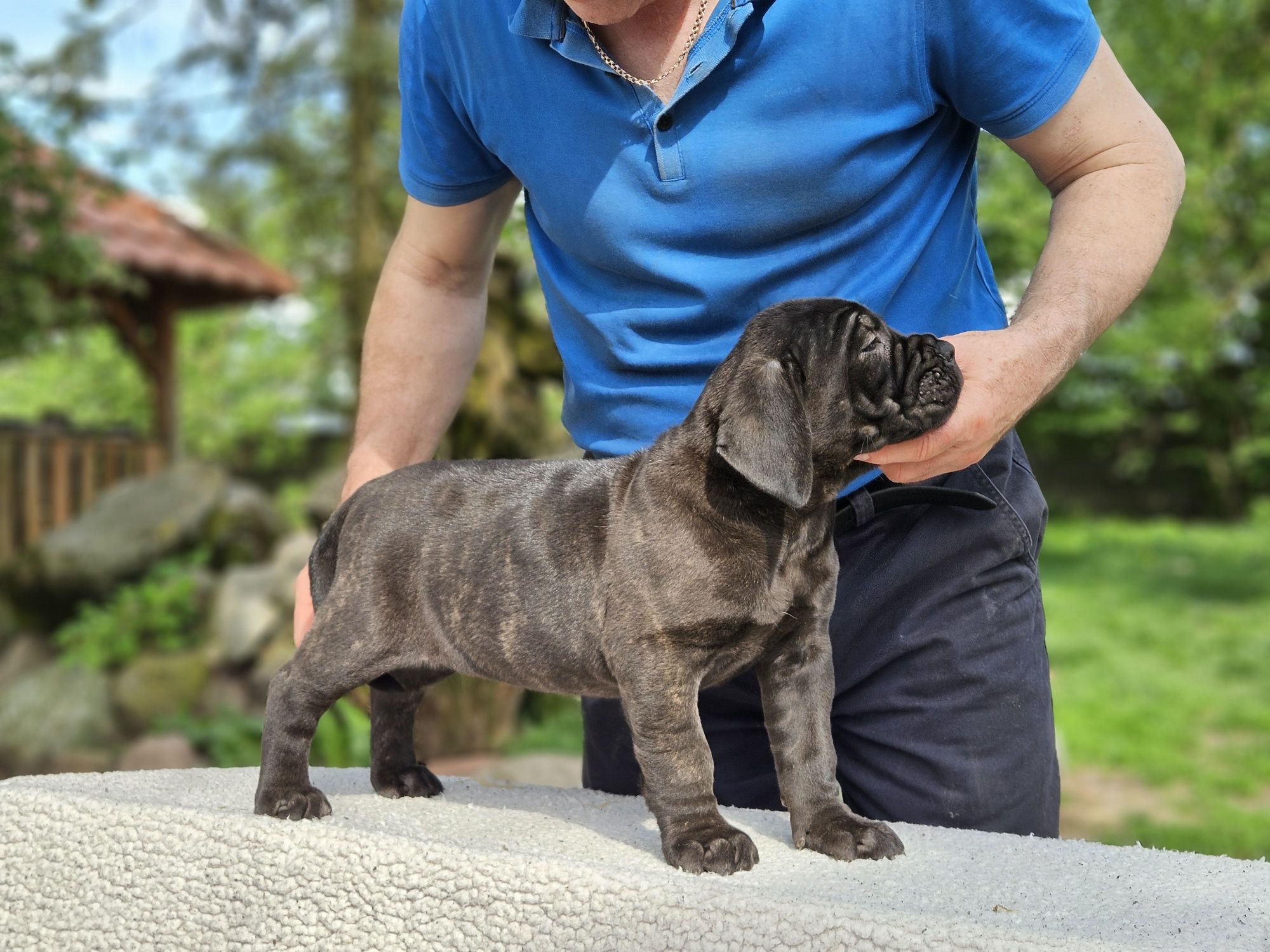 Cane Corso ZKwP FCI szczeniaczek