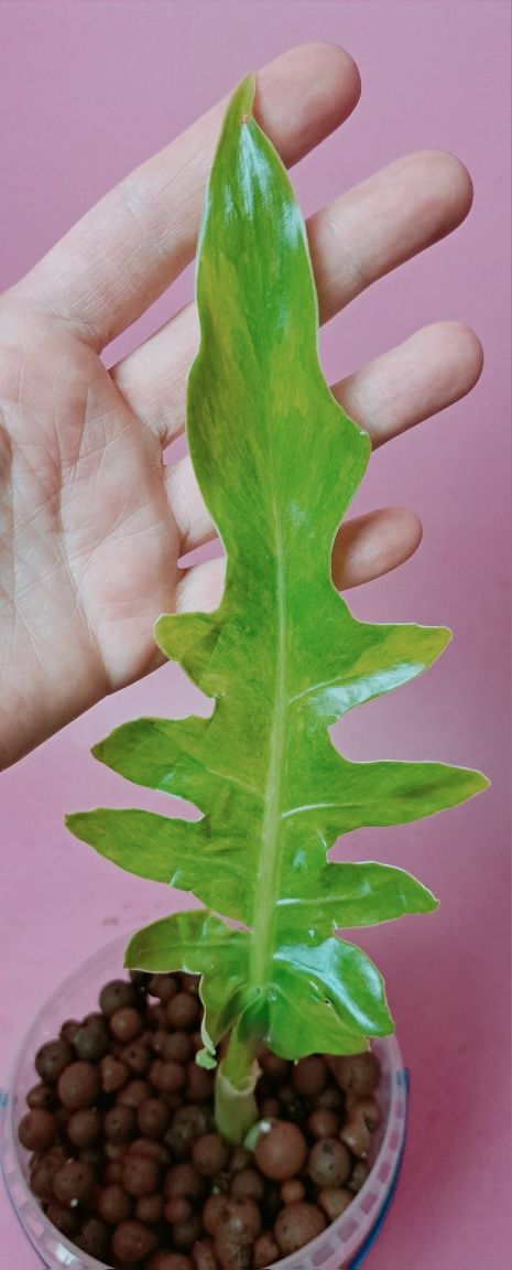 Philodendron Bob Cee Variegata