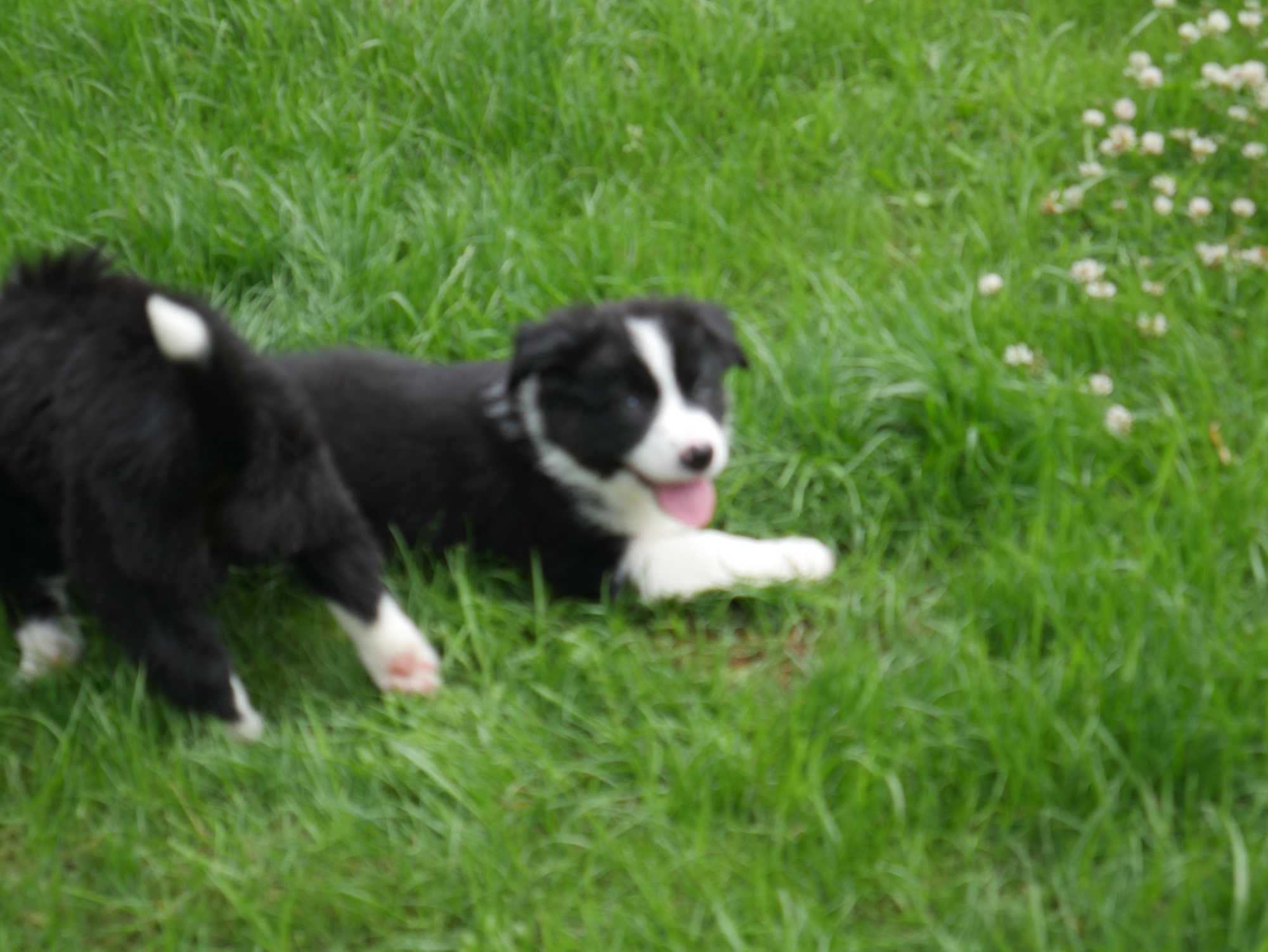 Border Collie - piesek