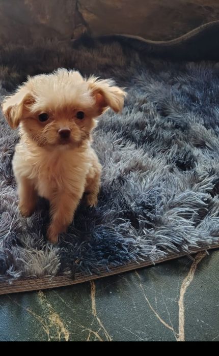 Chipoo, chihuahua długowłosa & Pudel toy,  sunia