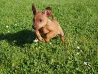 Pinczer Miniaturowy- NIE RATLEREK