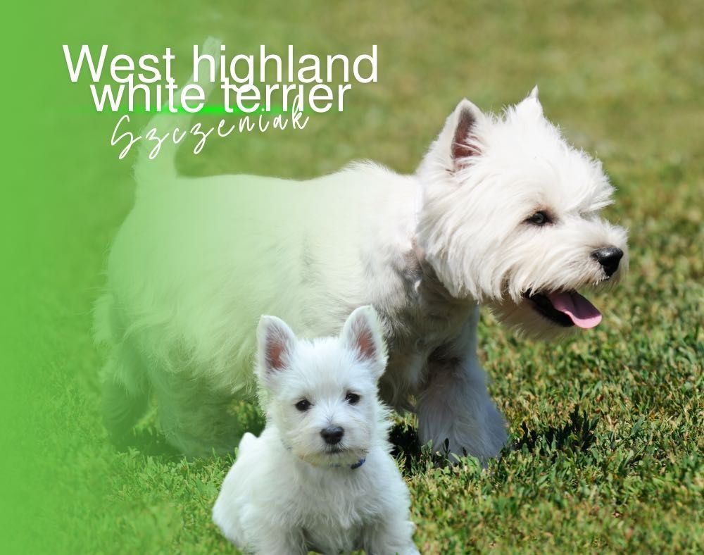 West highland white terrier