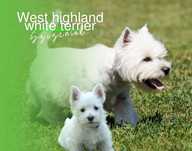 West highland white terrier