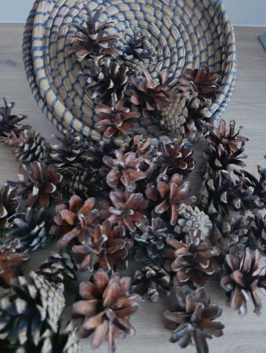 Szyszki sosny zwyklej