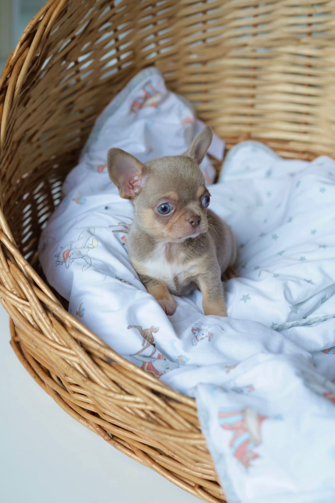 Chihuahua fci chłopiec