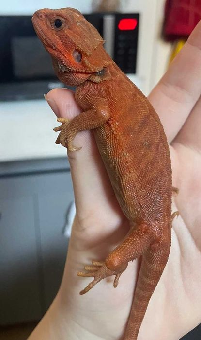 Agama czerwona red