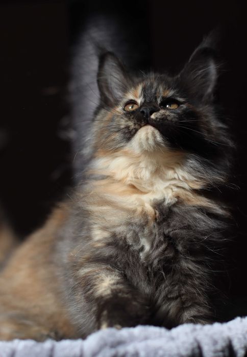 Maine coon fêmea - com LOP