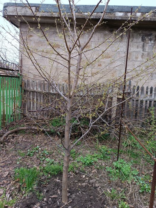 Продам саженцы садовый и хвойных культур