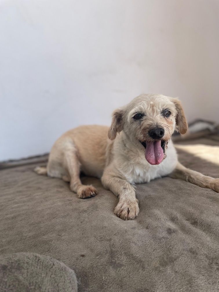 Banguela - caniche para adoção!