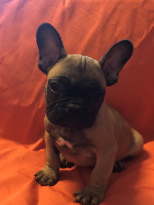 Bulldog frances.macho. Com dois meses feitos dia 8 deste mes.