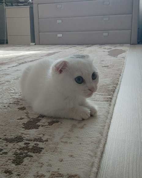 Висловухі кошенята незвичайного окрасу