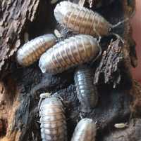 Armadillidium nasatum, isopod