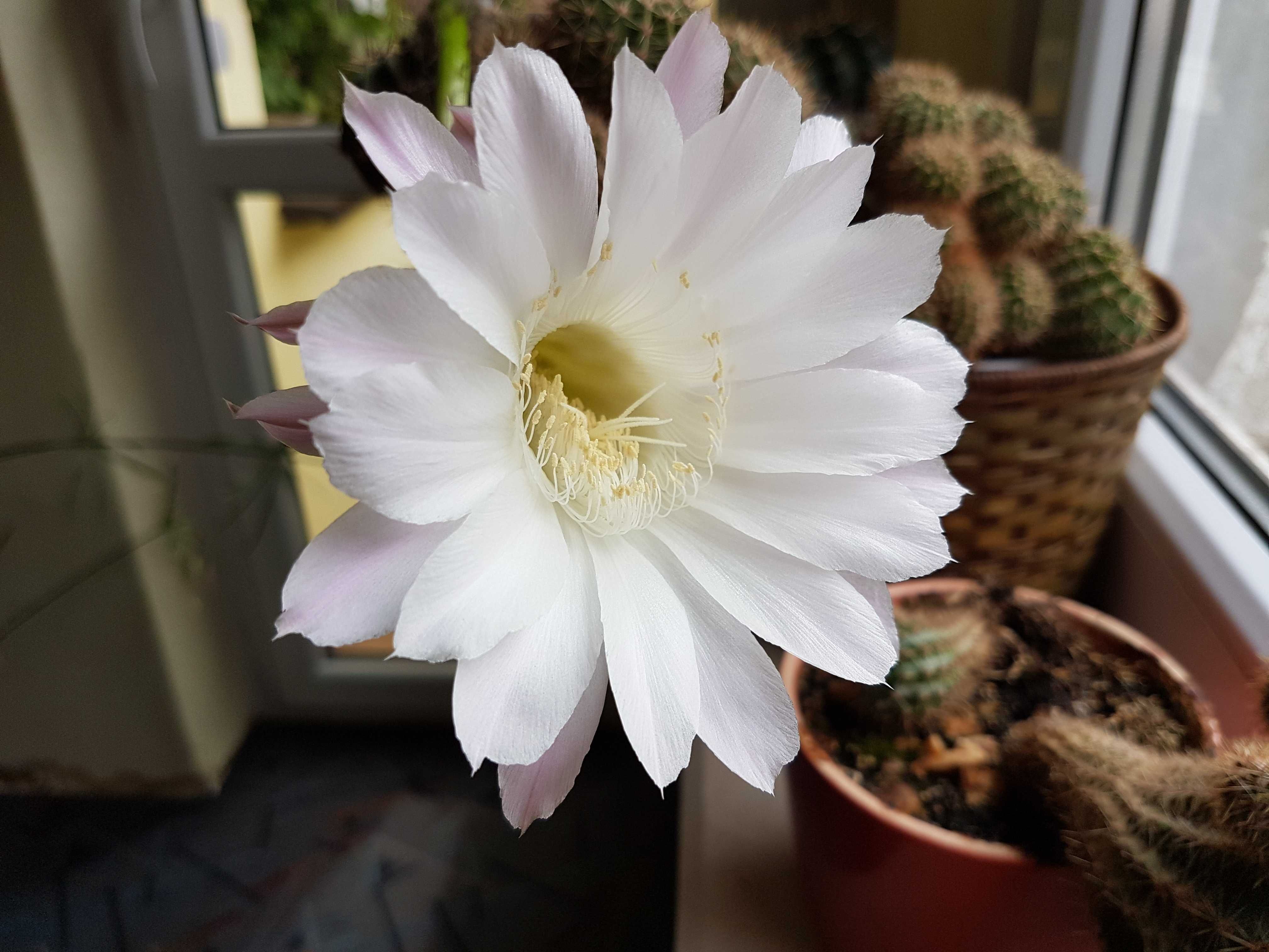 Echinopsis kaktus z własnej hodowli