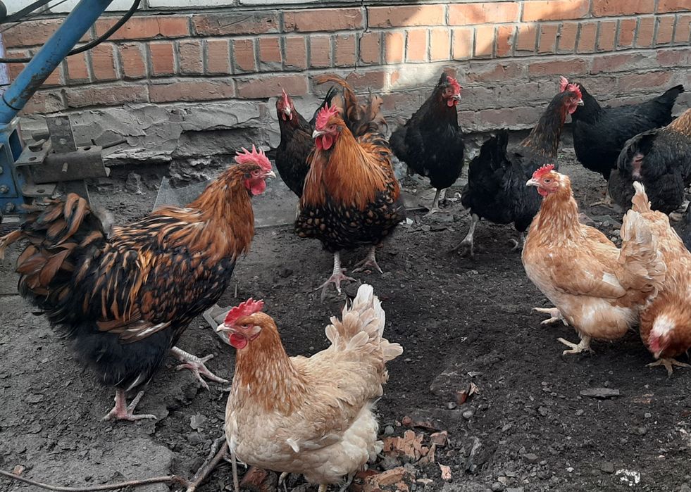 Золотий орпінгтон. Півні. Петухи. Золотой орпингтон.