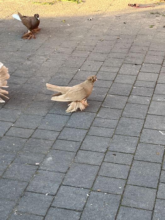 Sprzedam wywrotki wschodniopruskie żółte