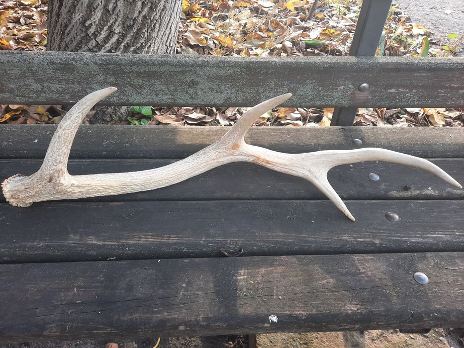 Ріг карпатського оленя