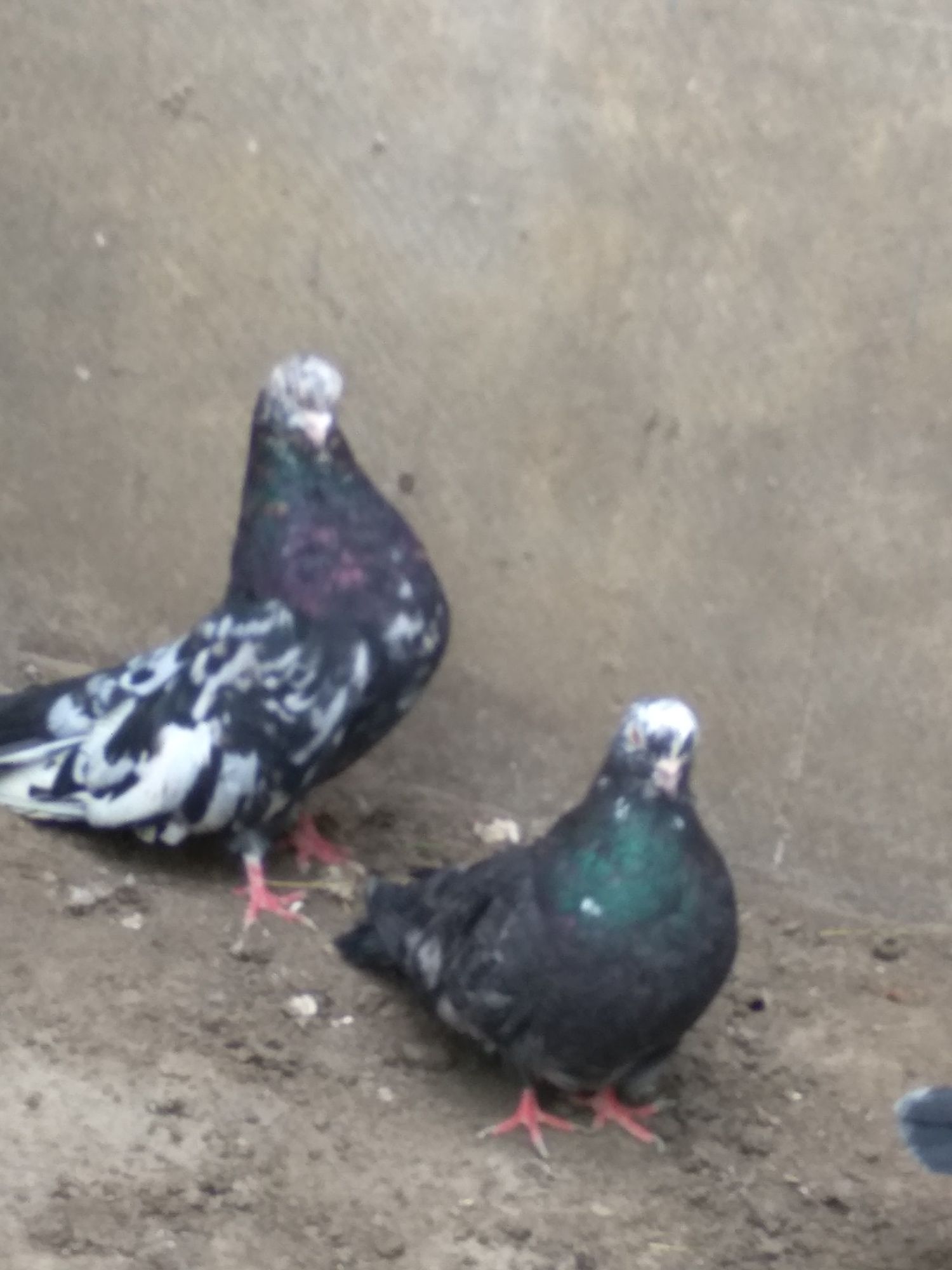 Продам племенных николаевских голубей